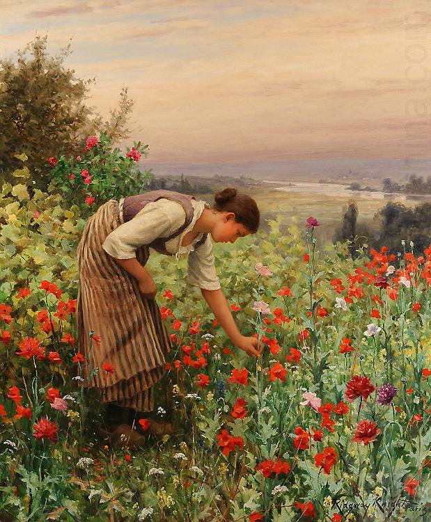 Daniel Ridgeway Knight Girl Picking Poppies china oil painting image